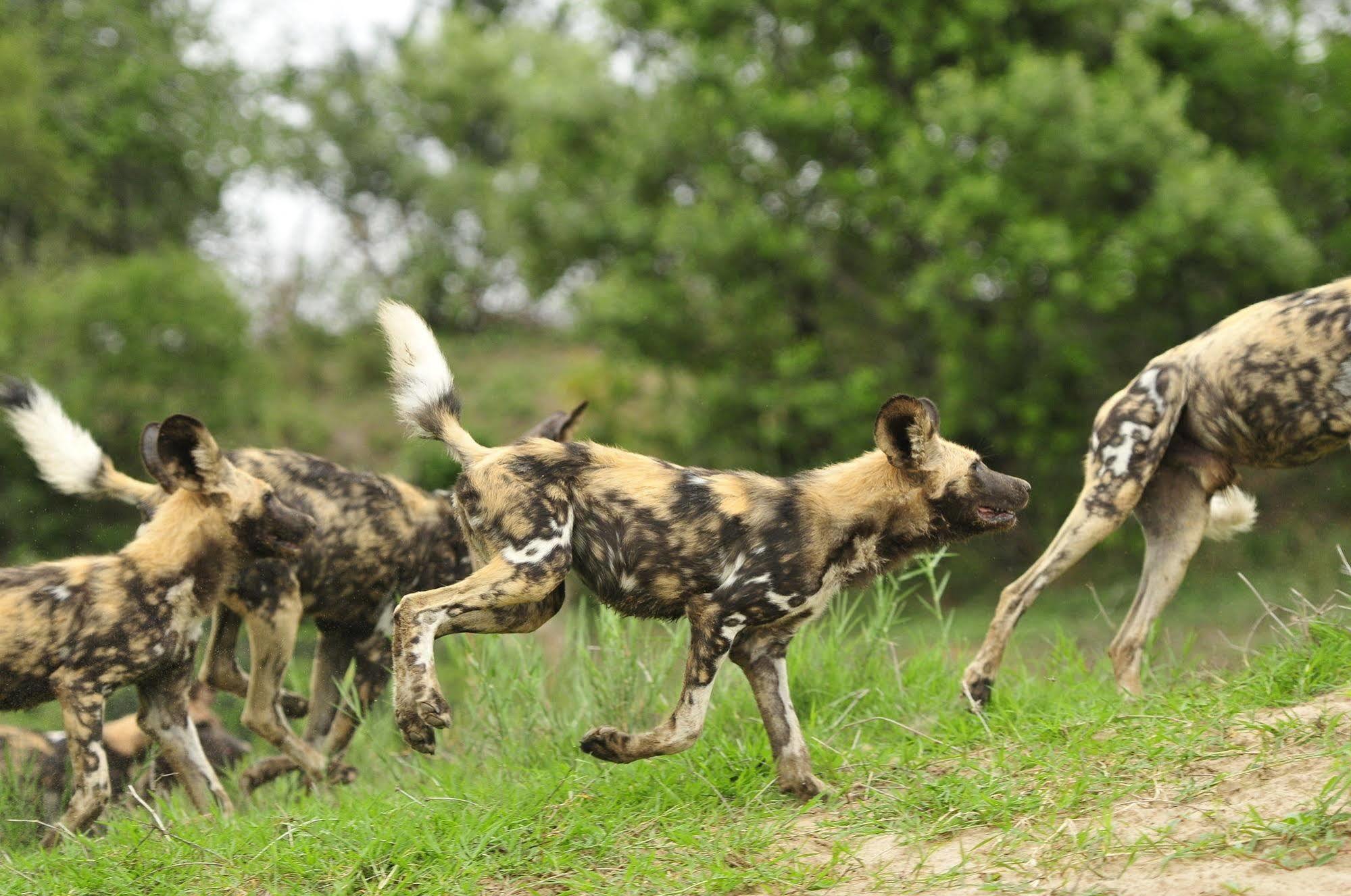 Inyati Game Lodge Metsi ภายนอก รูปภาพ