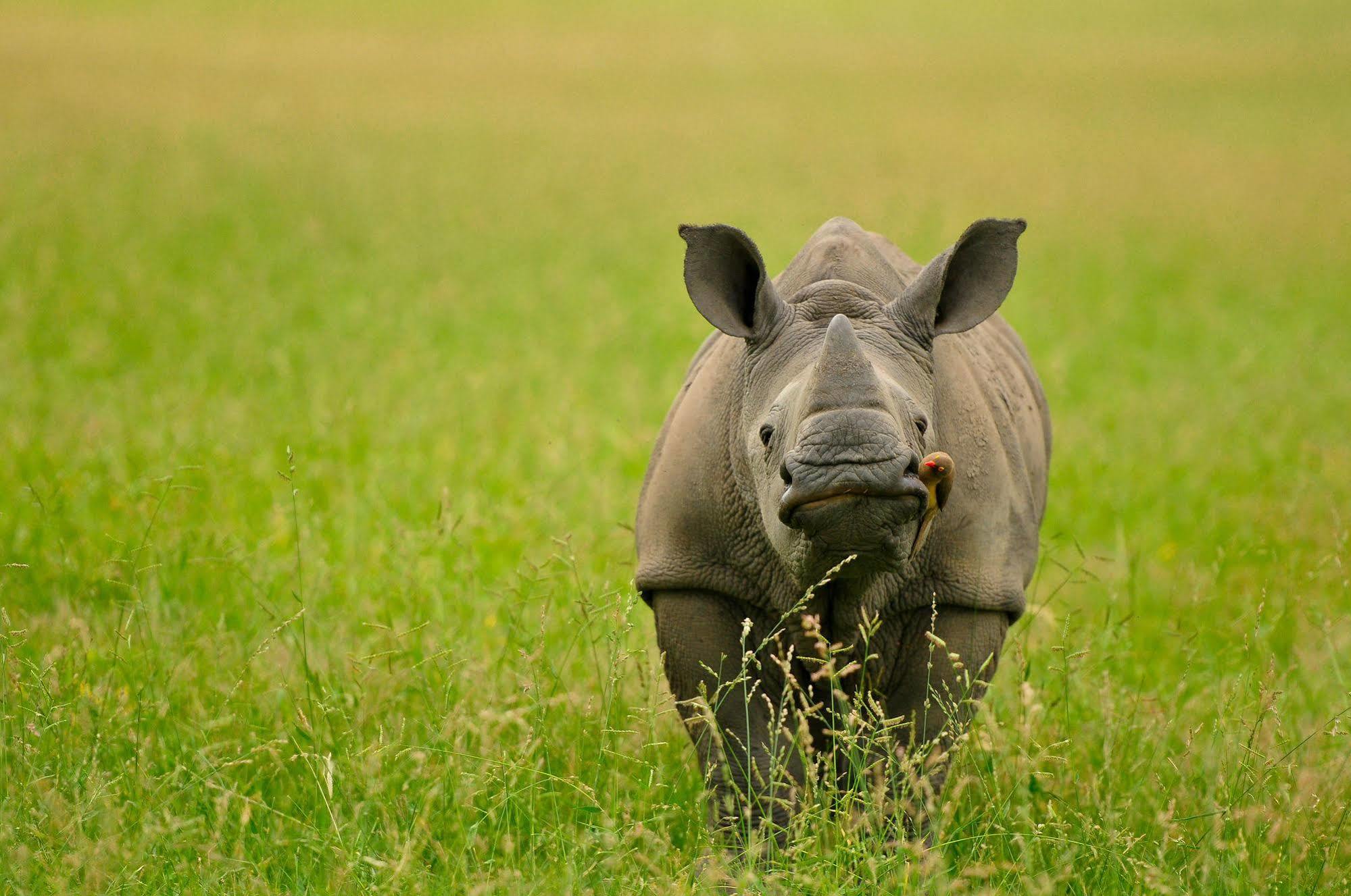 Inyati Game Lodge Metsi ภายนอก รูปภาพ