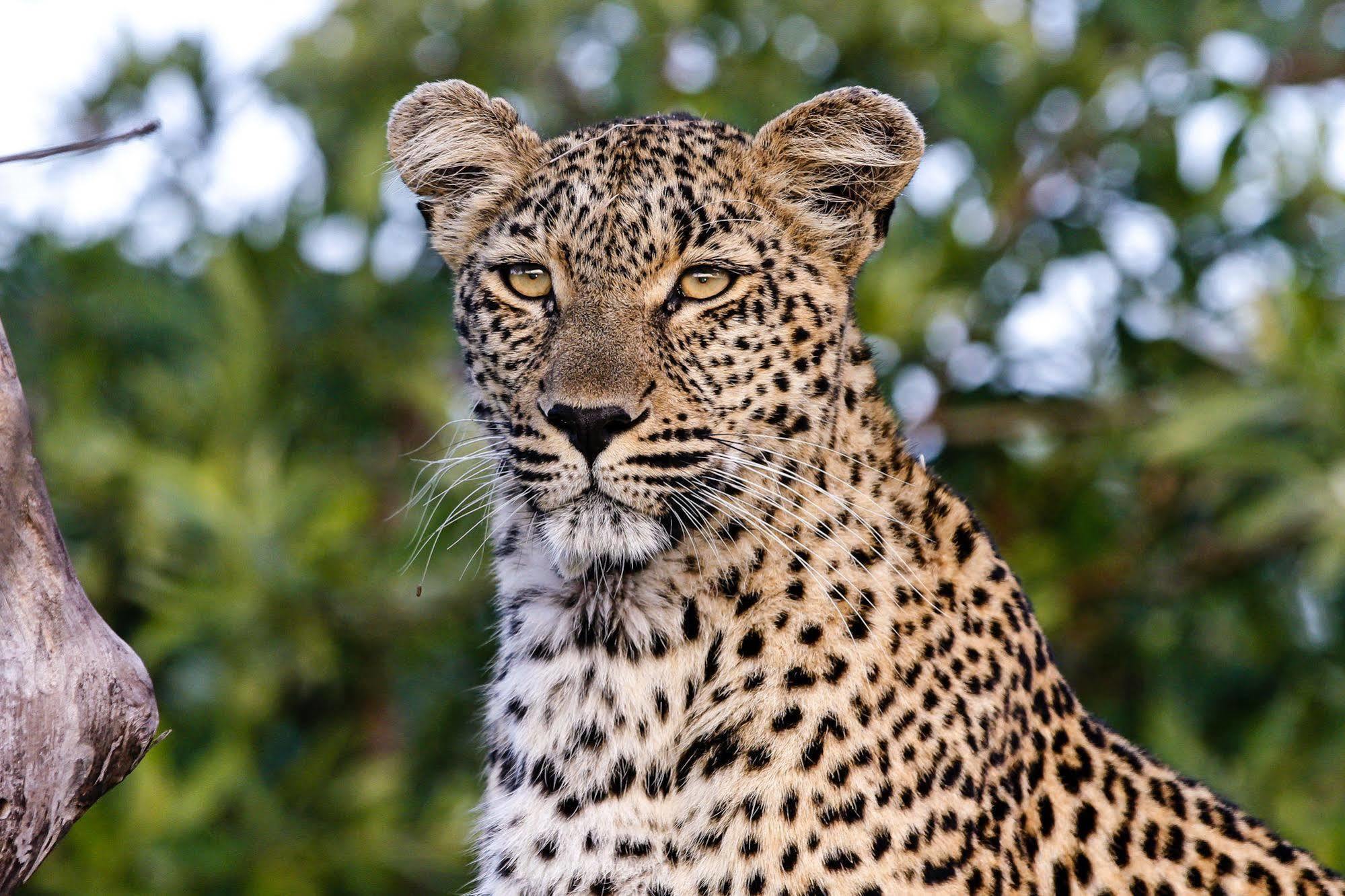 Inyati Game Lodge Metsi ภายนอก รูปภาพ